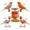 Bohena intensief adds brightness and color to red factor birds such as canaries, parakeets, goldfinches, cardinals, flamingos and others.