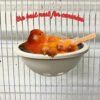 Plastic Nest with Hooks 4" for Canaries and Exotic birds.(2 pack)