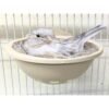 Plastic Nest with Hooks 4" for Canaries and Exotic birds.(2 pack)