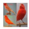 Bohena intensief adds brightness and color to red factor birds such as canaries, parakeets, goldfinches, cardinals, flamingos and others.