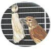 Antistress in Sisal.(pack of 10)