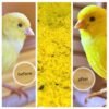 Raff Holland Cova + Vitamins soft feed for birds yellow factor, semi-morbid