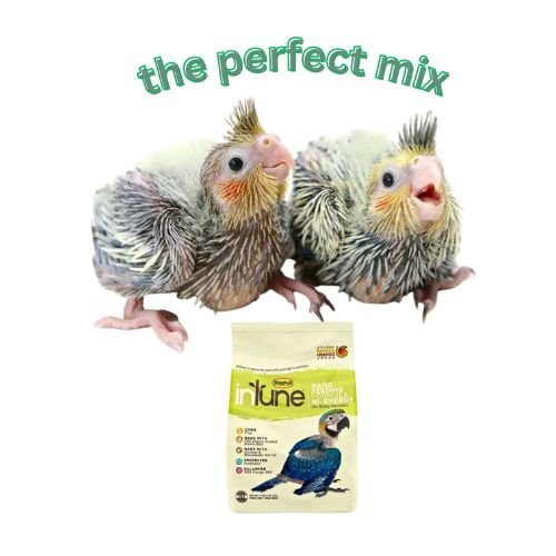 inTune Hand Feeding Formula Hi-Energy for baby Macaws